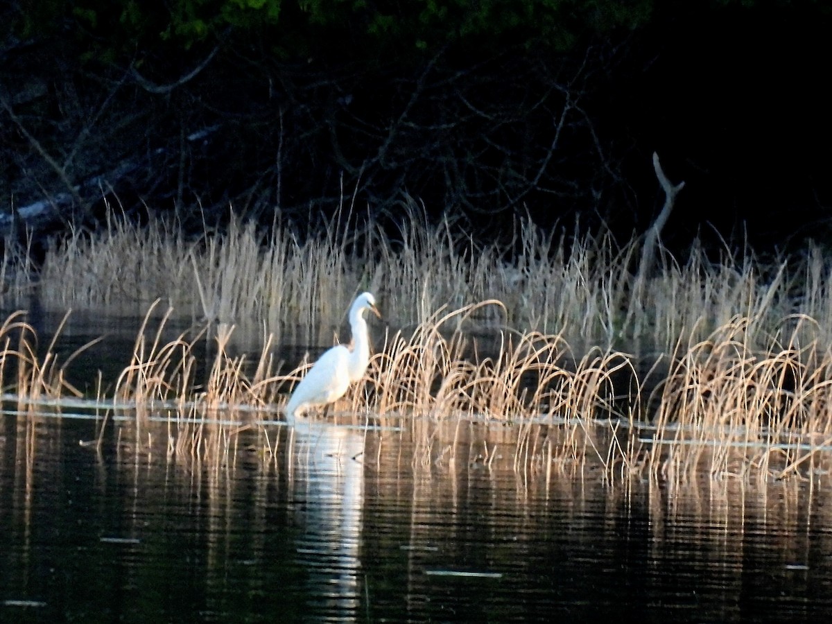 Great Egret - Melody Walsh