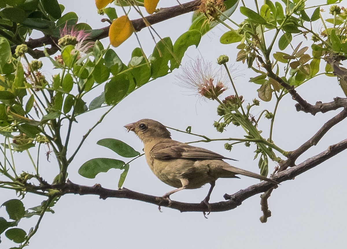 Plain-backed Sparrow - John le Rond