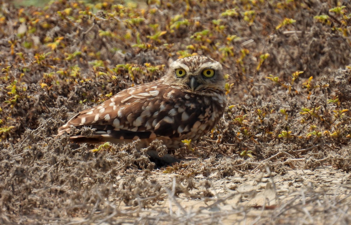 Burrowing Owl - Jorge Tiravanti