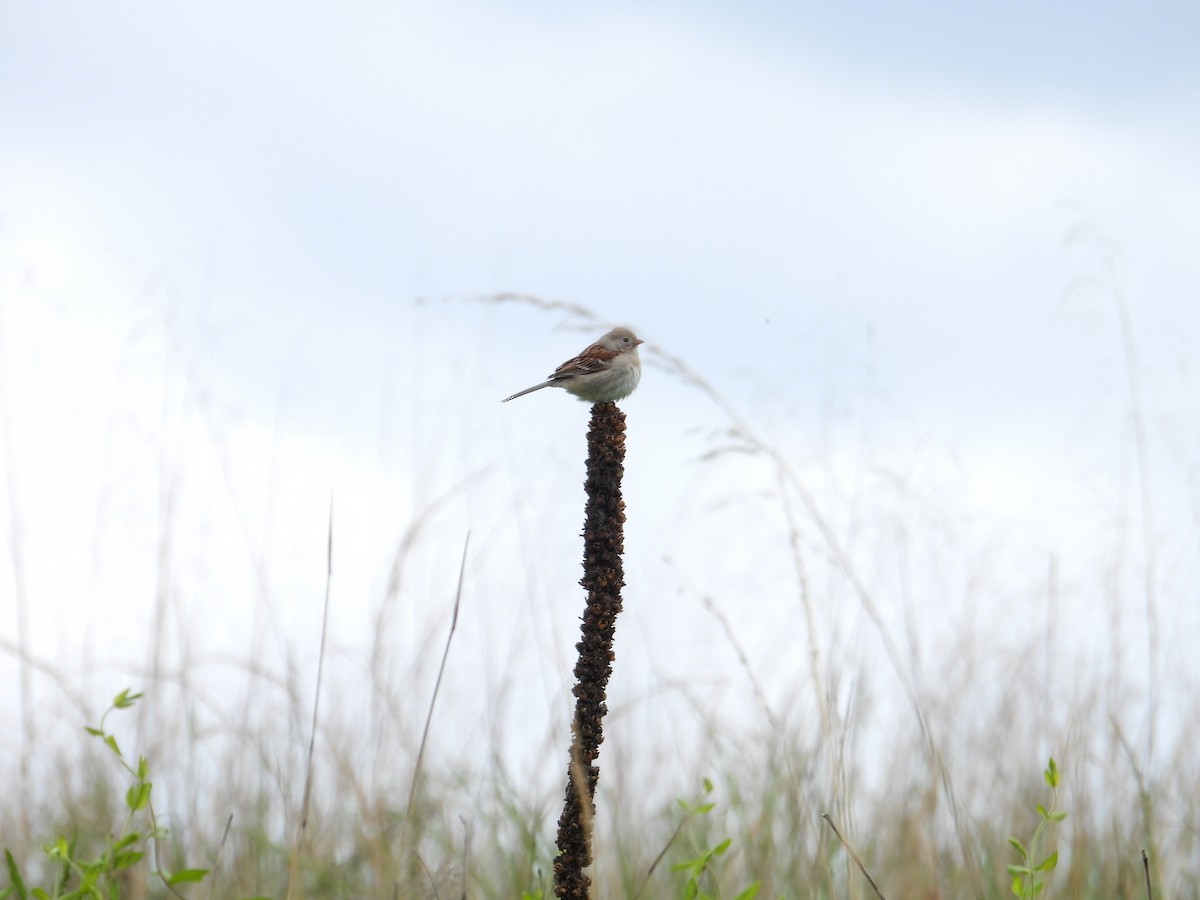 Field Sparrow - Jason Kline