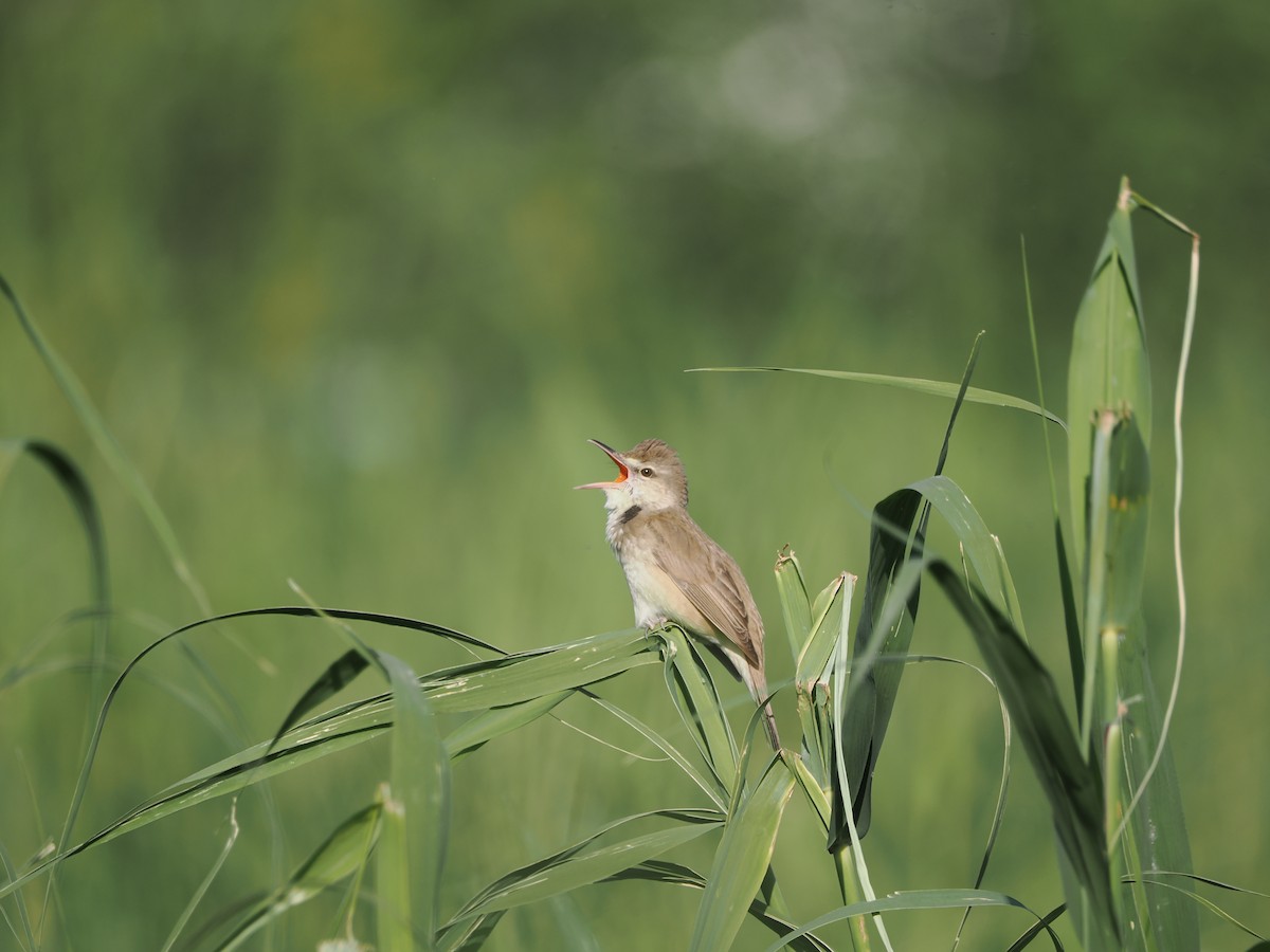 Oriental Reed Warbler - Yawei Zhang