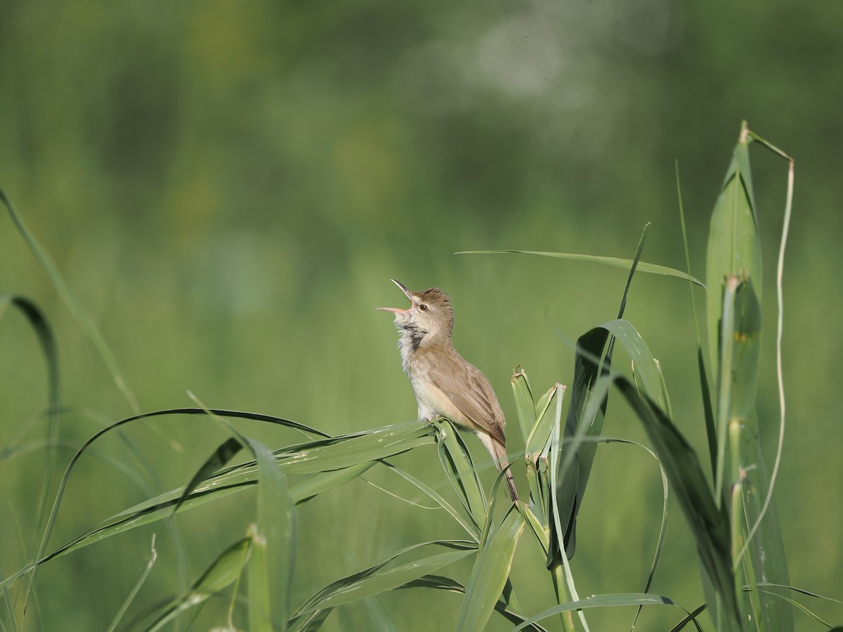 Oriental Reed Warbler - Yawei Zhang