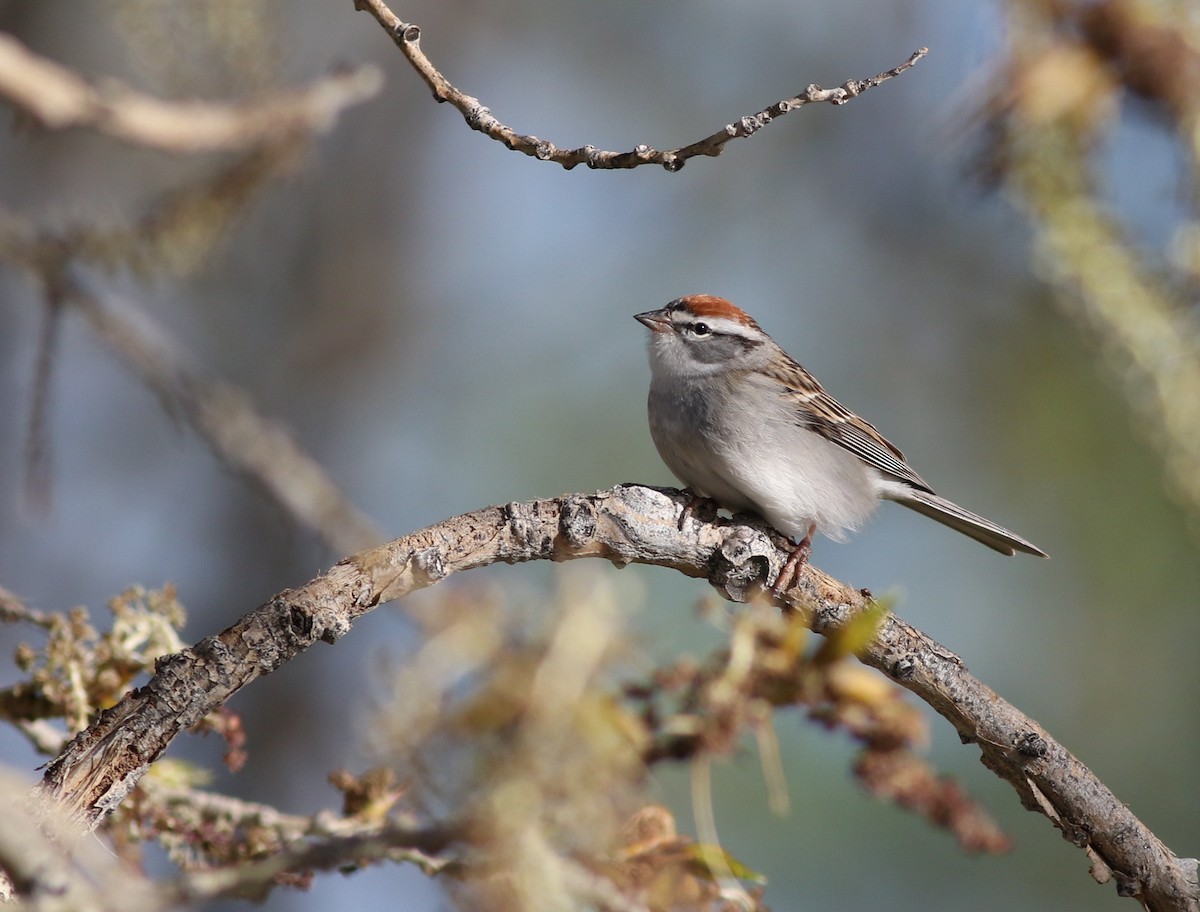 Chipping Sparrow - ML618865548