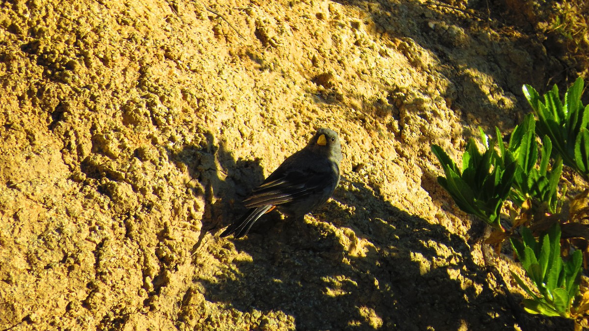 Band-tailed Seedeater - ML618865549