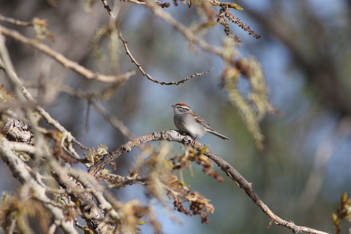 Chipping Sparrow - ML618865551