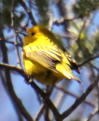 Yellow Warbler (Northern) - ML618865560