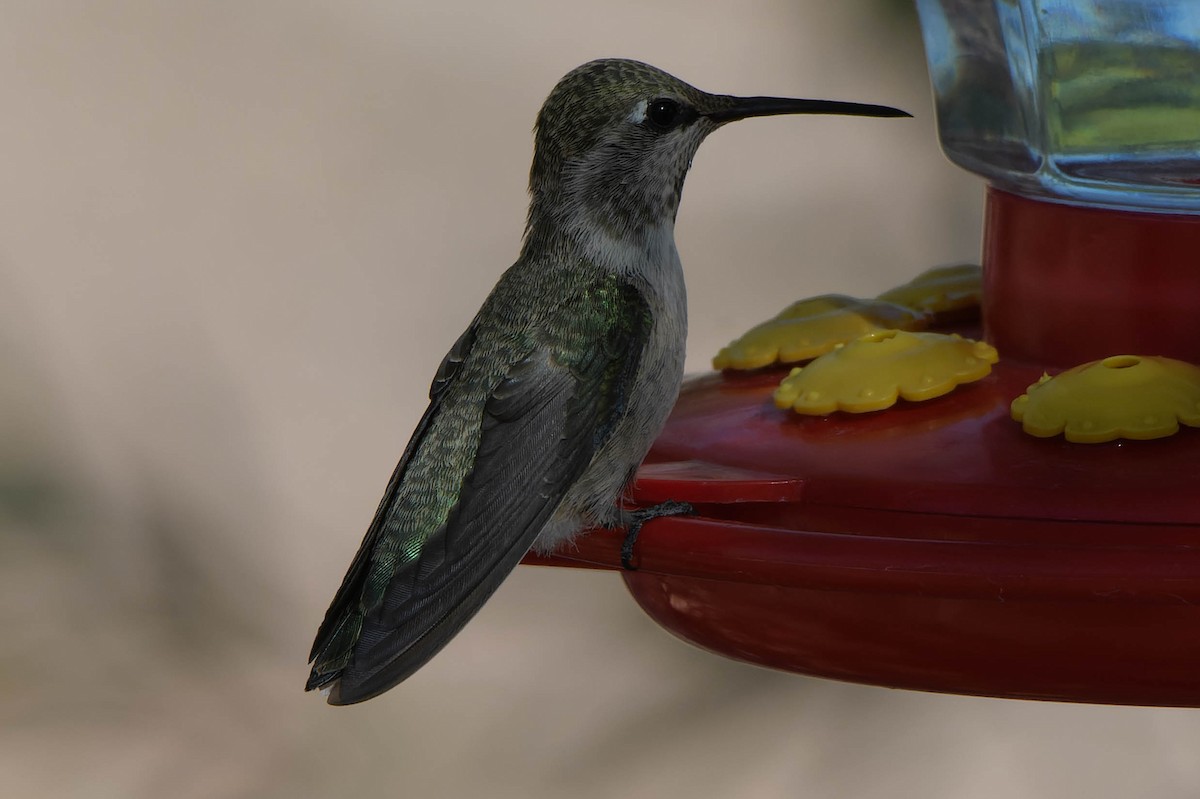 Black-chinned Hummingbird - Gregg McClain