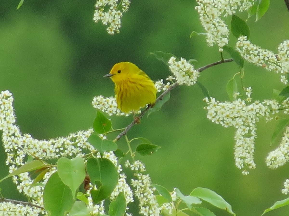 Yellow Warbler - Tracie Fitzgerald