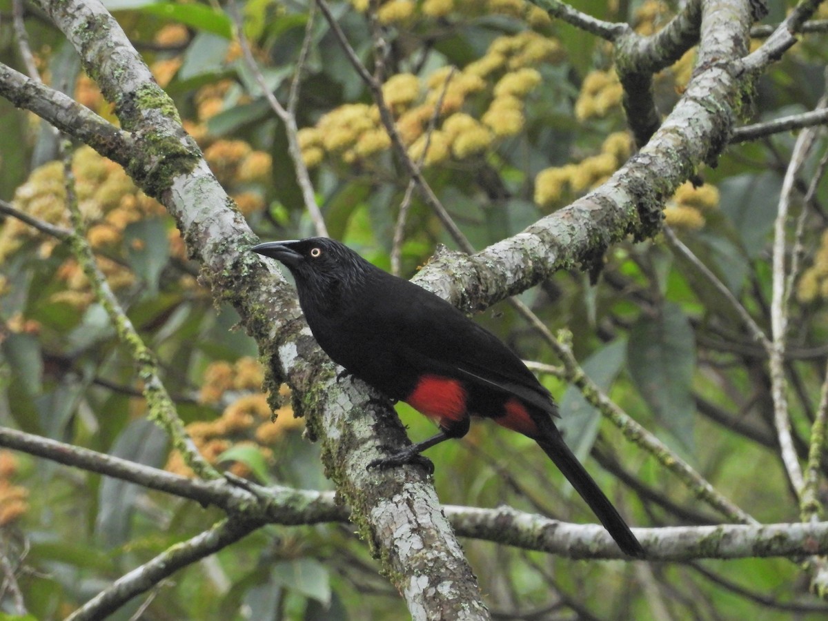 Red-bellied Grackle - ML618865591