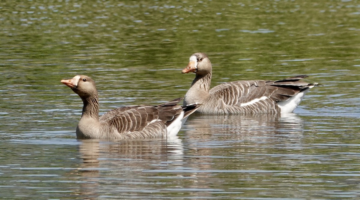 Greater White-fronted Goose - ML618865602