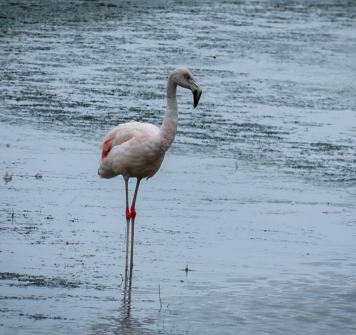 Chilean Flamingo - Patty González CON