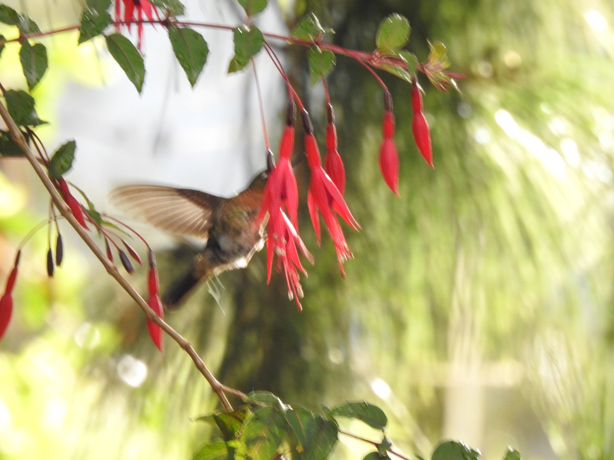 kolibřík dřišťálový - ML618865662