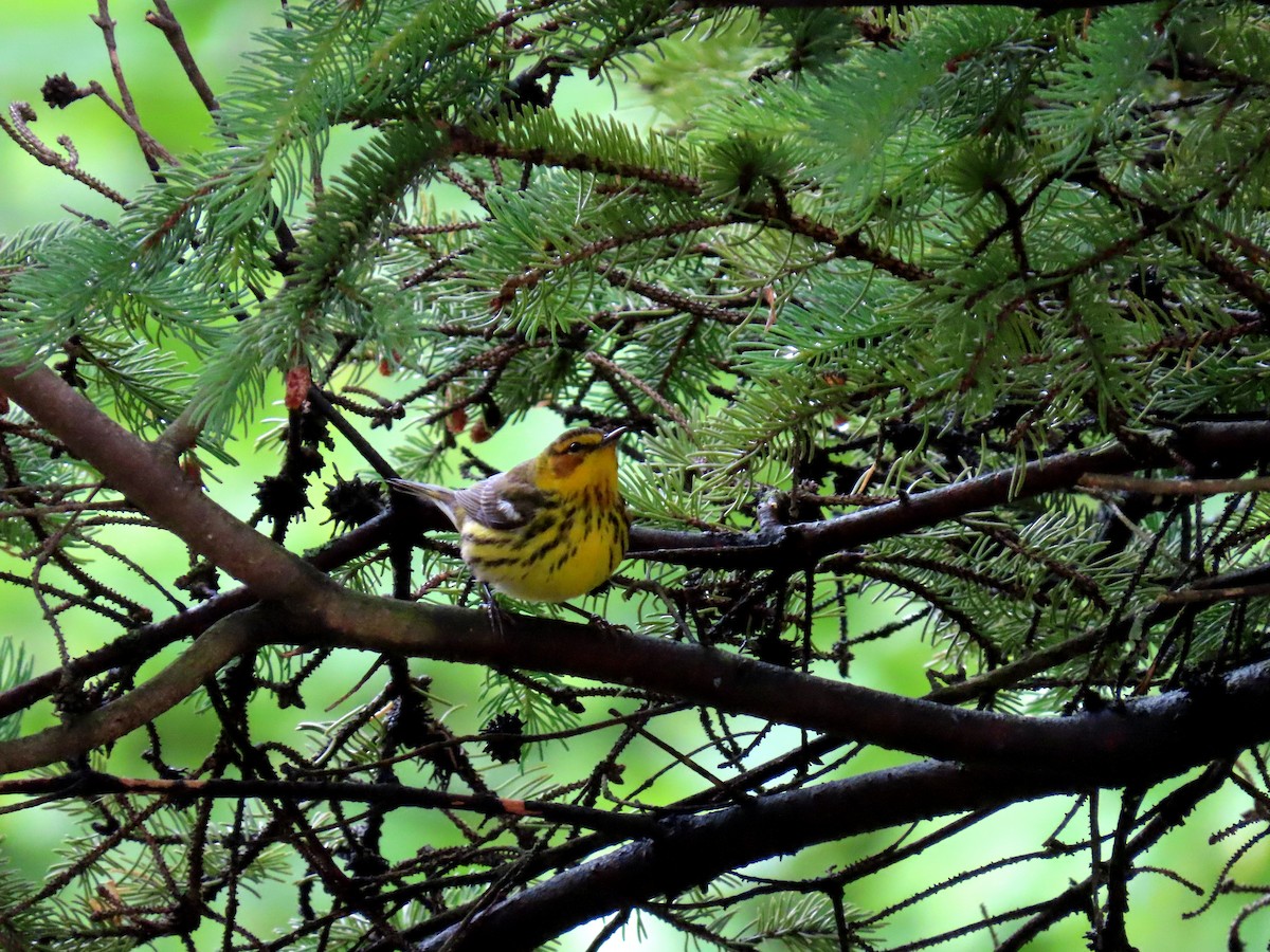 Cape May Warbler - ML618865675