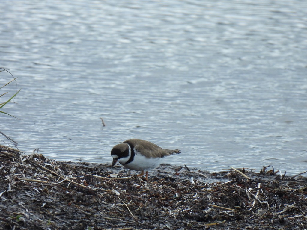 Semipalmated Plover - ML618865705