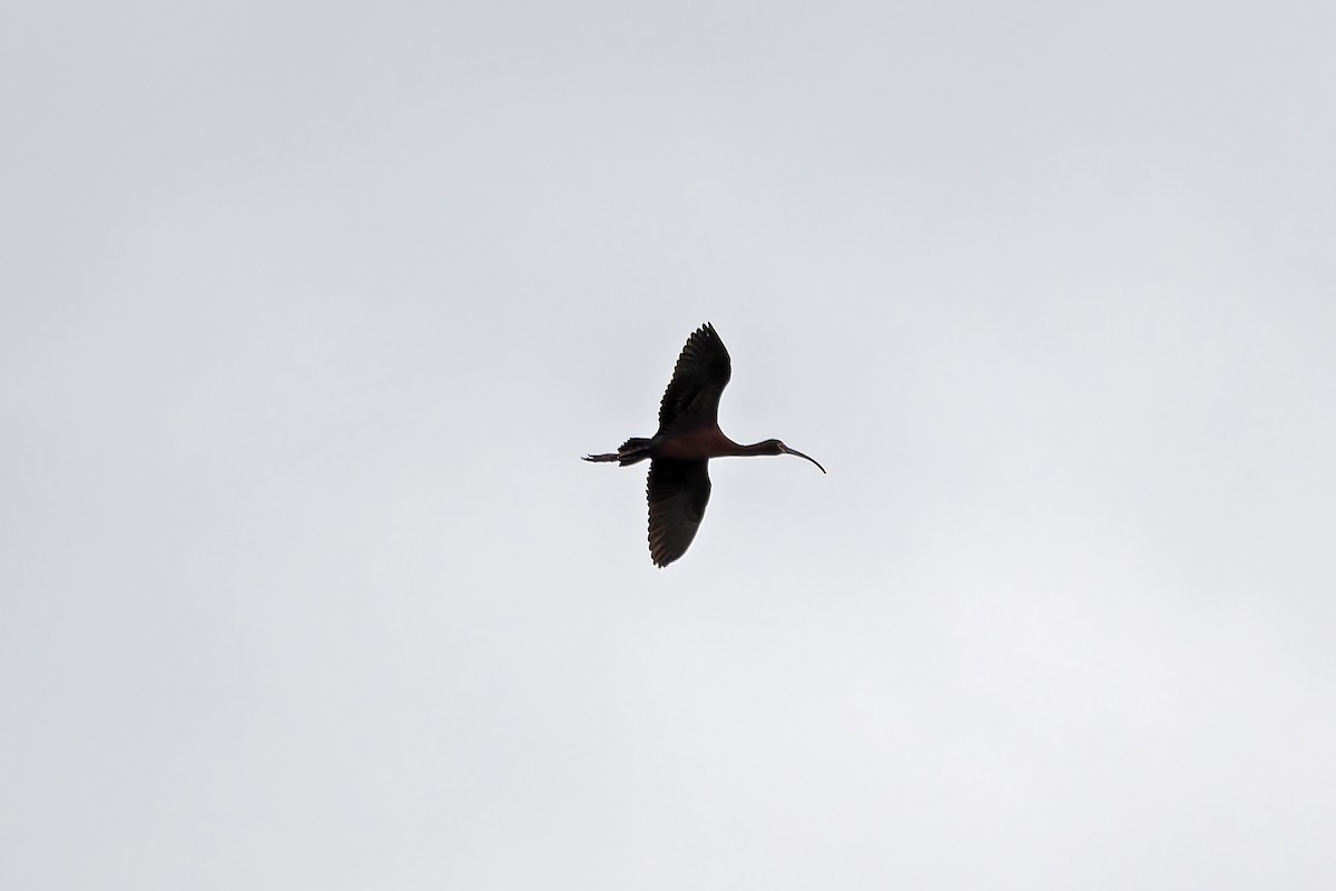 ibis americký - ML618865716