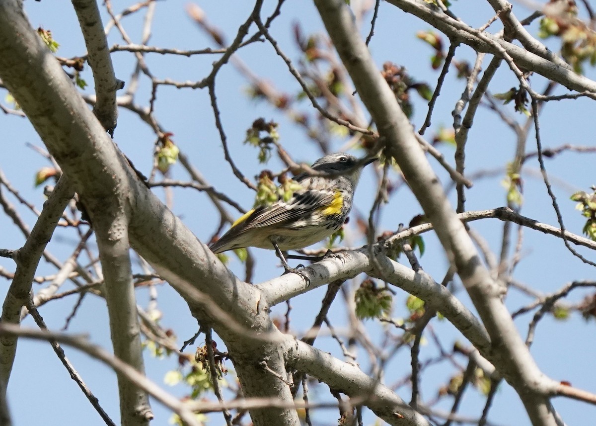 Yellow-rumped Warbler - Pam Hardy