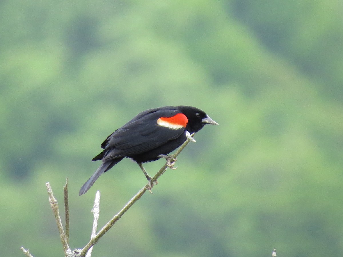 Red-winged Blackbird - Tracie Fitzgerald