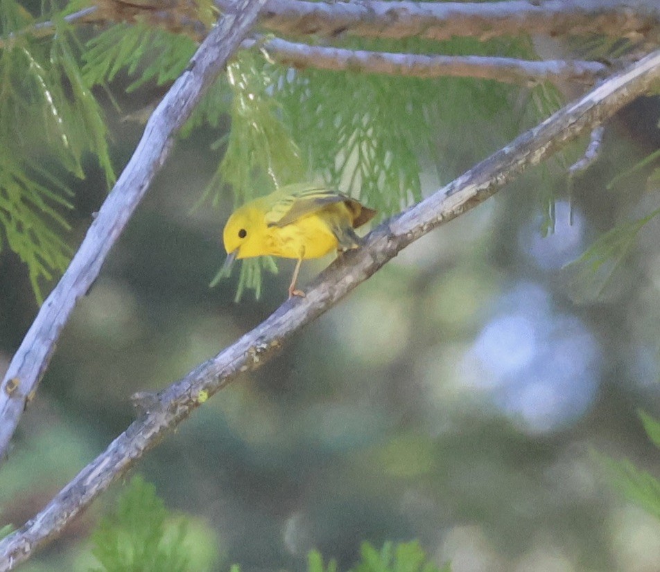 Yellow Warbler - Gretchen Framel