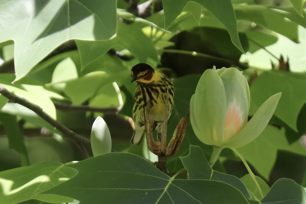 Cape May Warbler - ML618865896