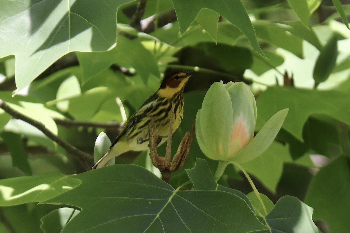 Cape May Warbler - ML618865899