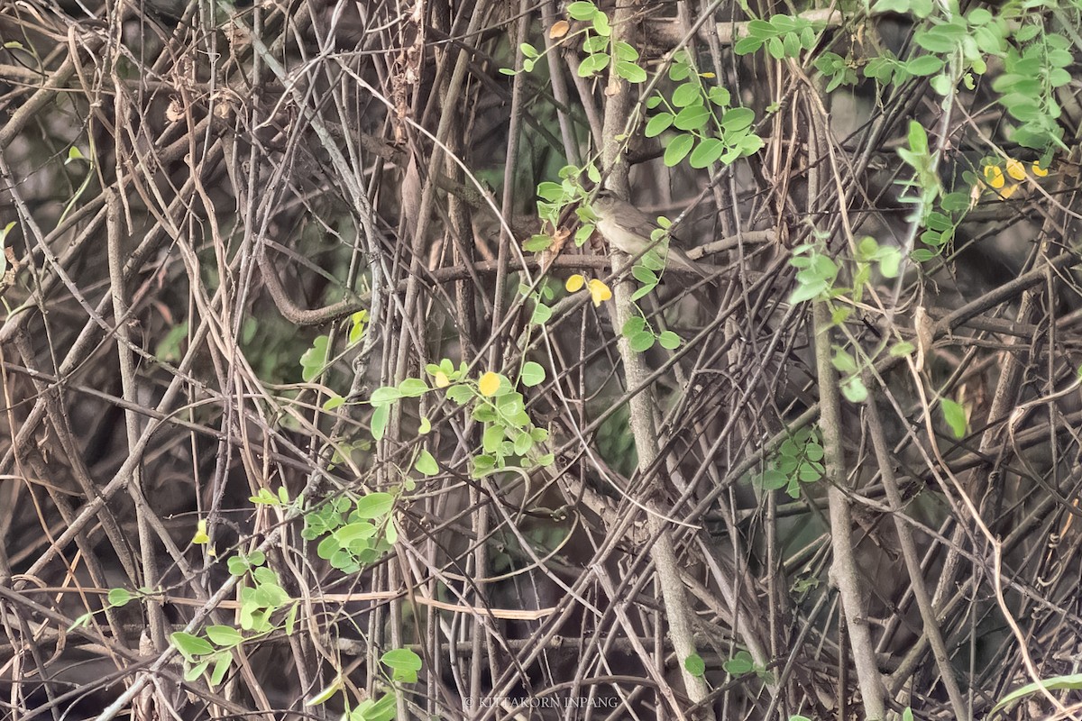 Black-browed Reed Warbler - Kittakorn Inpang