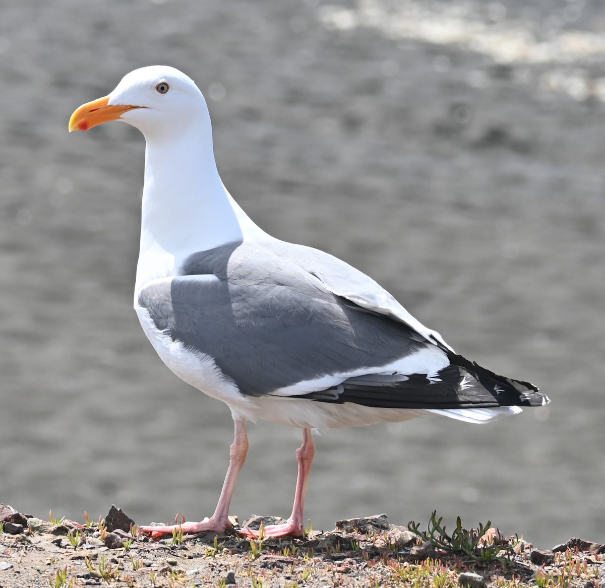 Western Gull - Remigio Miguel
