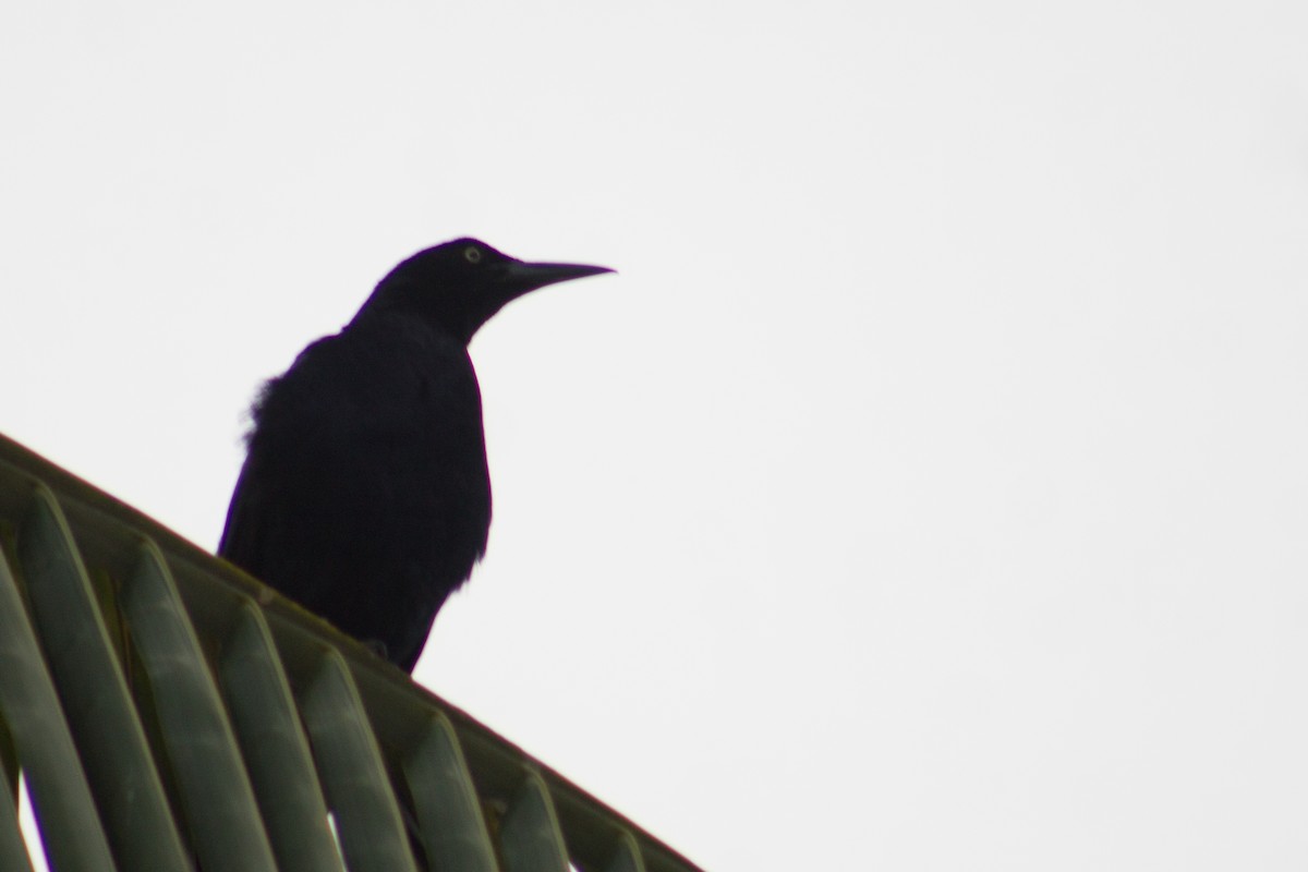Great-tailed Grackle - ML618865929