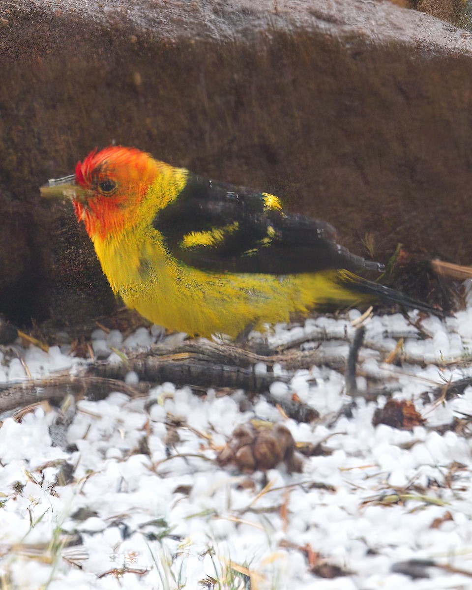 Western Tanager - ML618865936