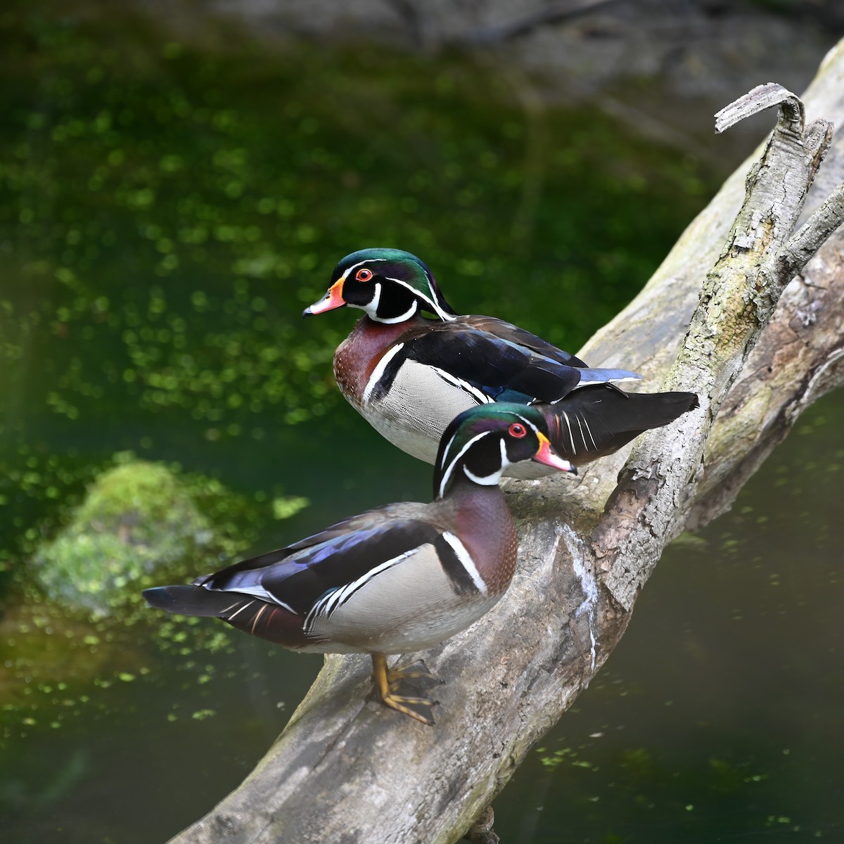Wood Duck - Andrew Campbell