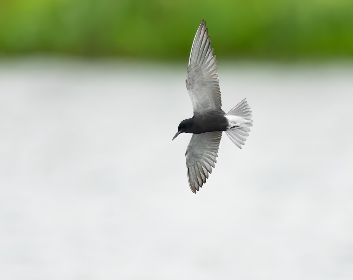 Black Tern - Owlando Fonseca