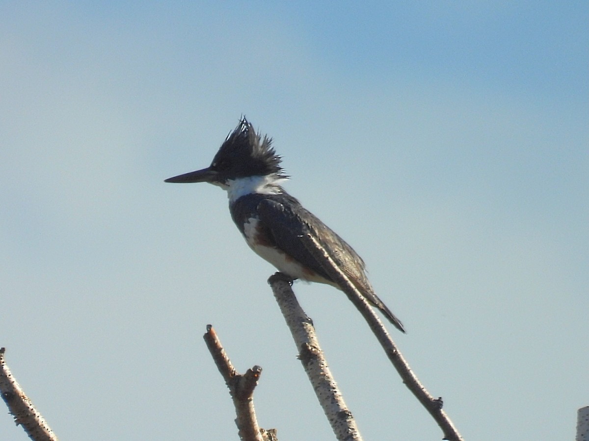 Belted Kingfisher - Melody Walsh