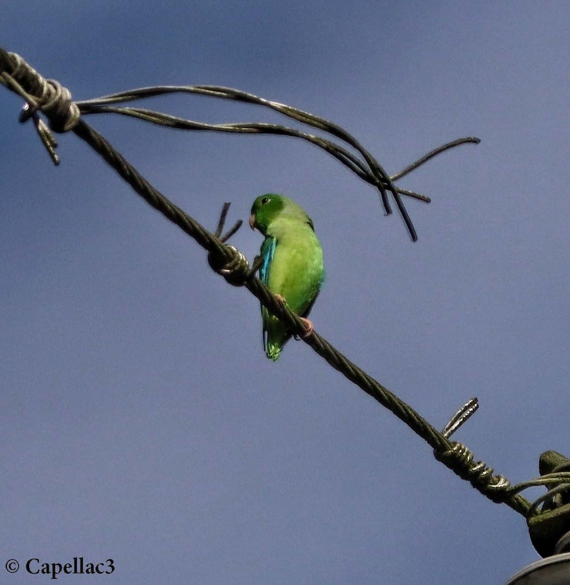 Turquoise-winged Parrotlet - Isaac Diaz Rivera