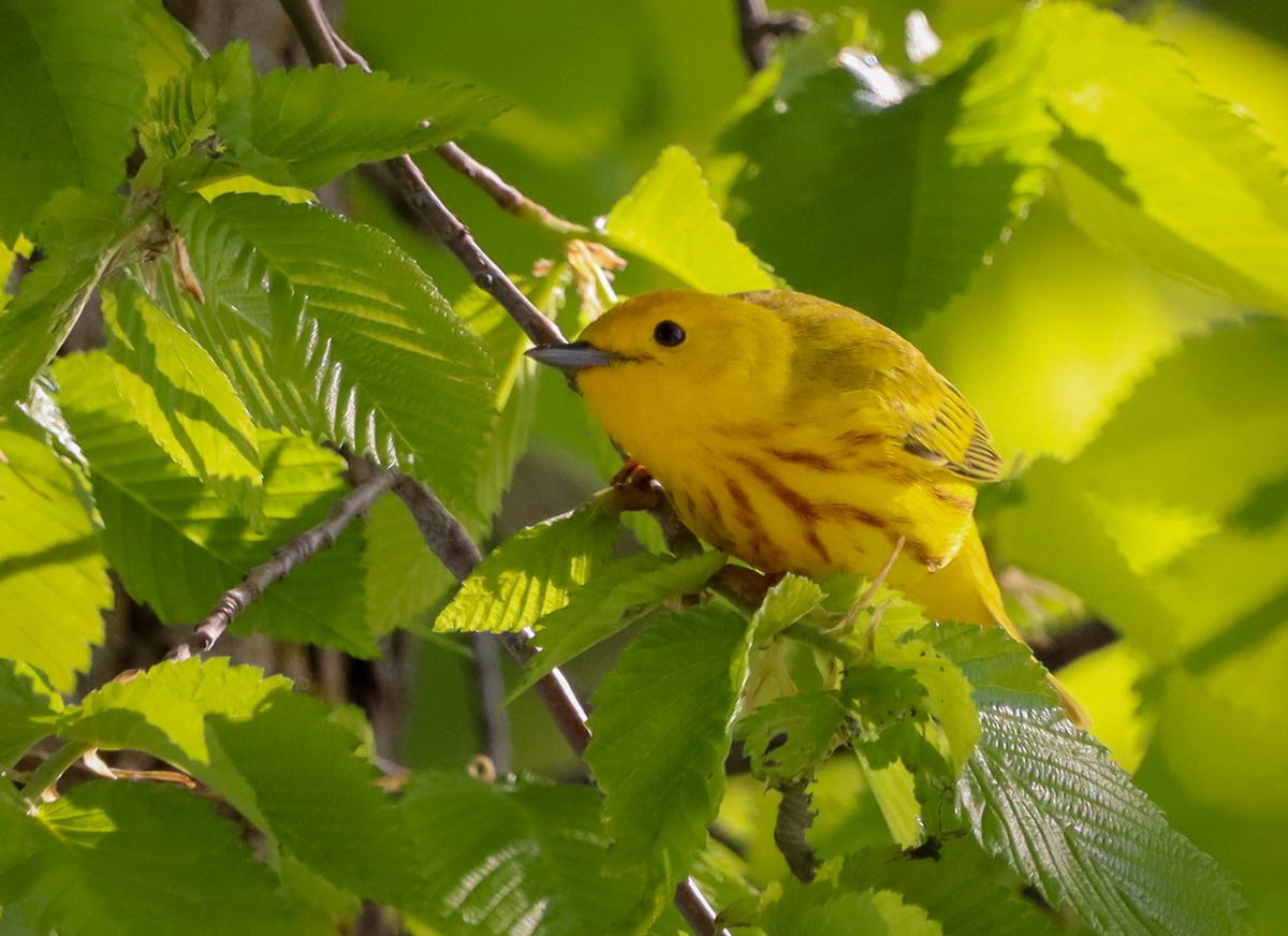 Yellow Warbler - ML618866012
