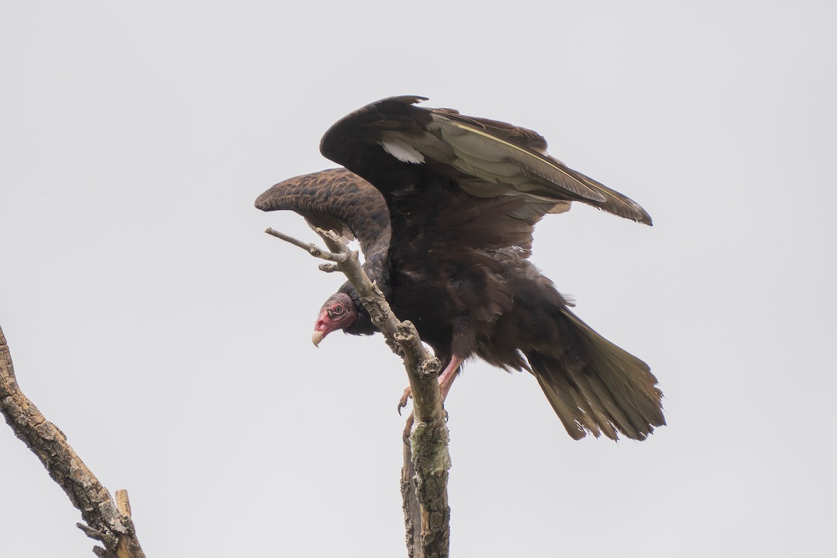 Turkey Vulture - Robert Raker