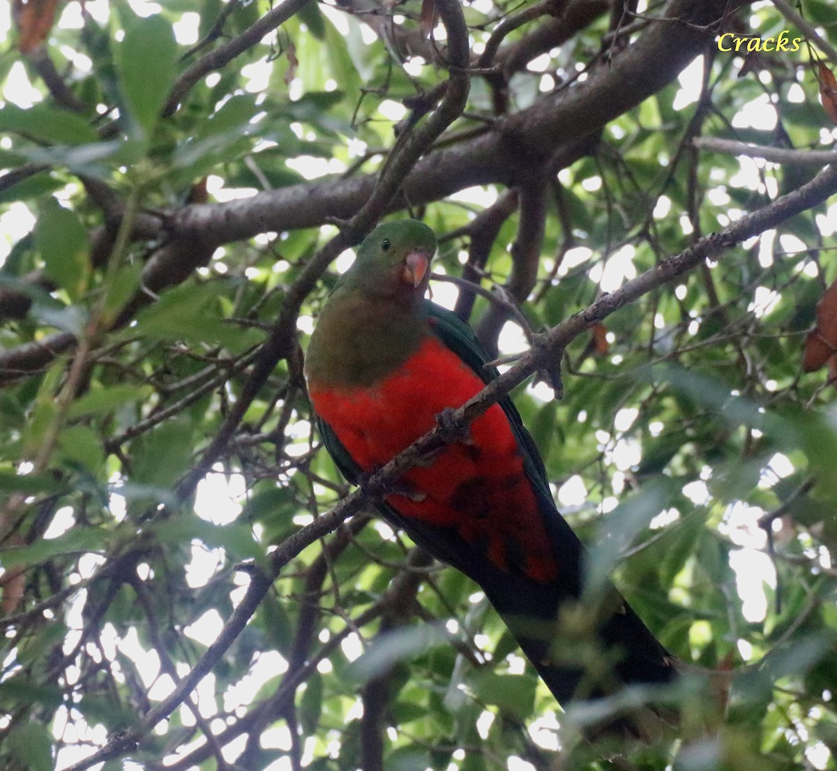 Australian King-Parrot - ML618866019