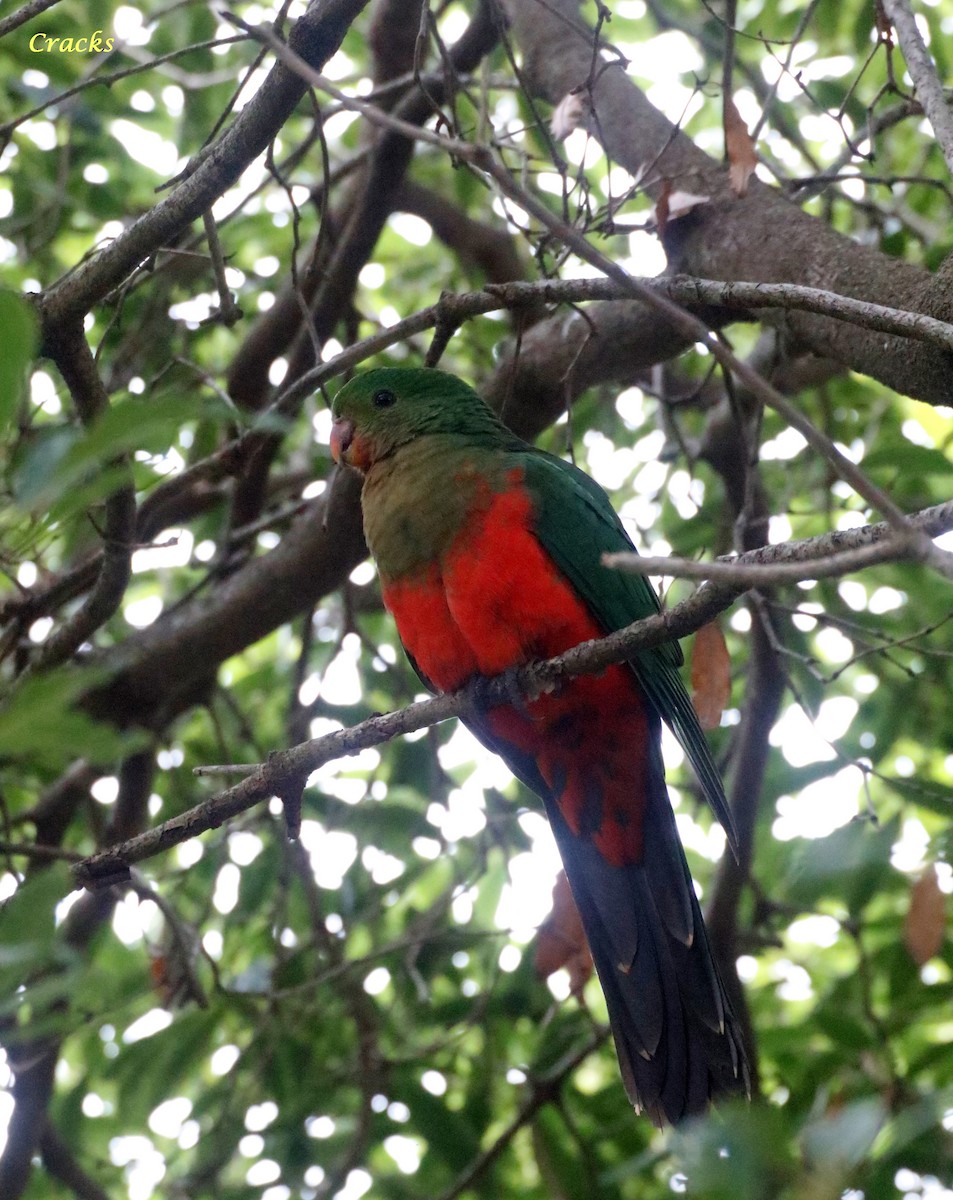 Australian King-Parrot - ML618866021
