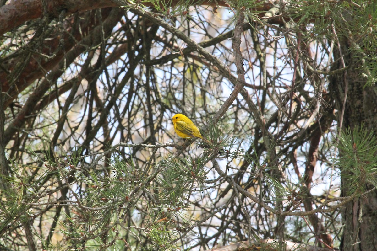 Yellow Warbler - ML618866022