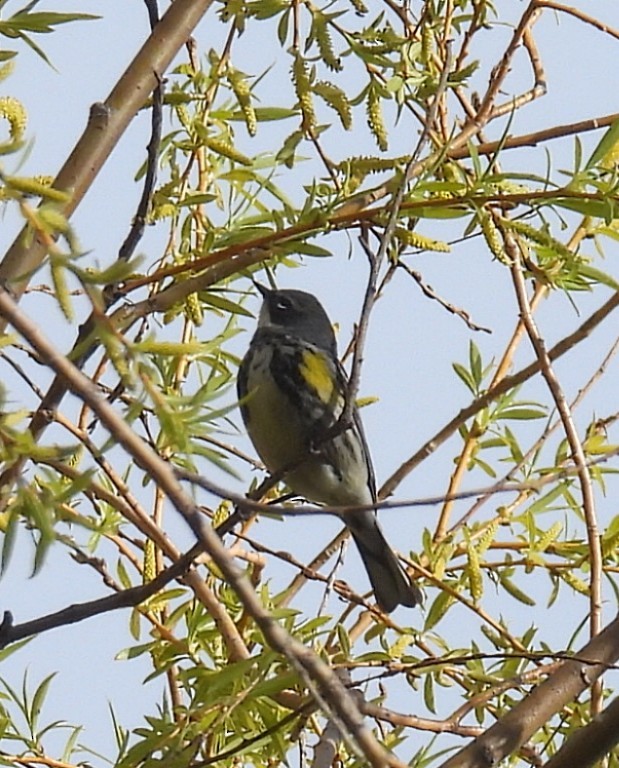 Yellow-rumped Warbler - Melody Walsh