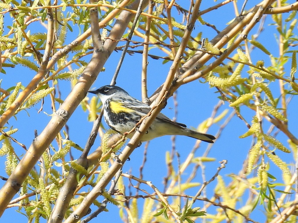 Yellow-rumped Warbler - Melody Walsh