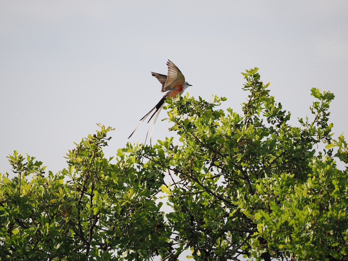 Scissor-tailed Flycatcher - Debra Halter