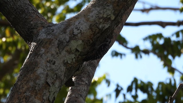Freckle-breasted Woodpecker - ML618866059