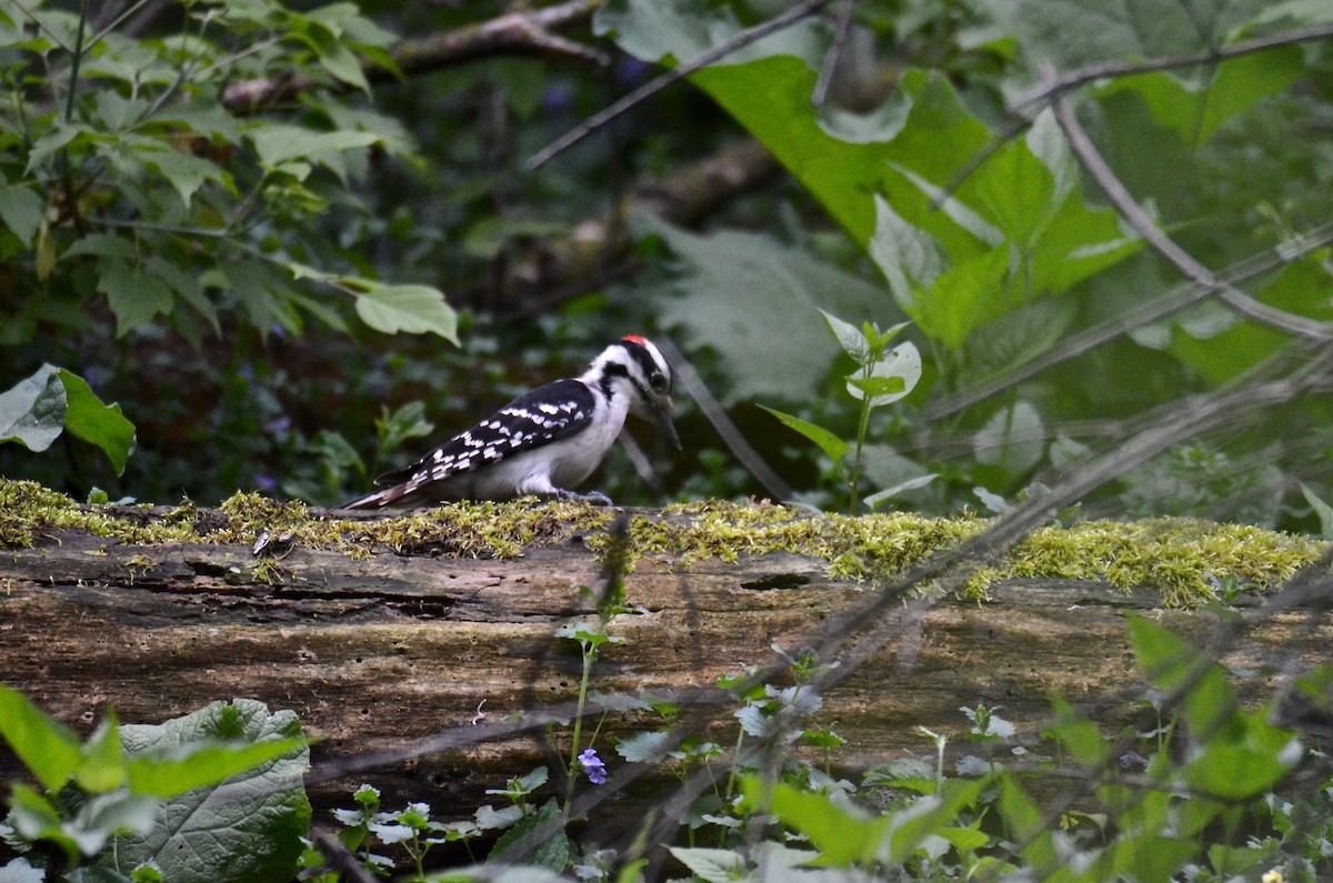 Hairy Woodpecker (Eastern) - Judith James
