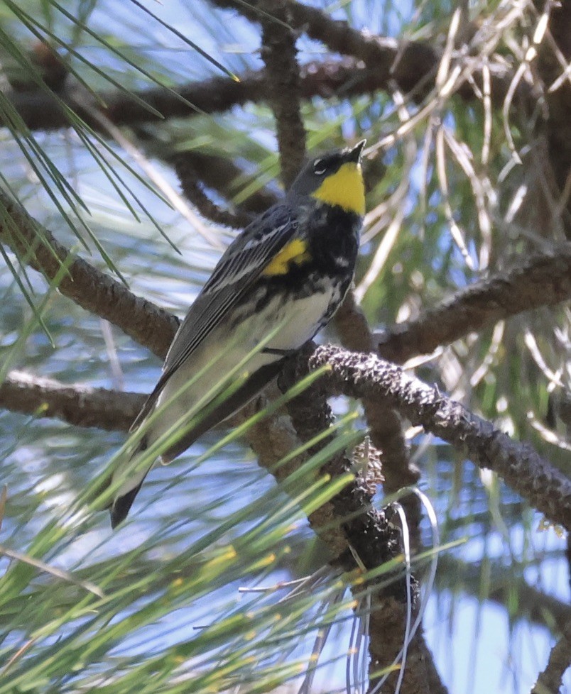 Yellow-rumped Warbler (Audubon's) - ML618866126
