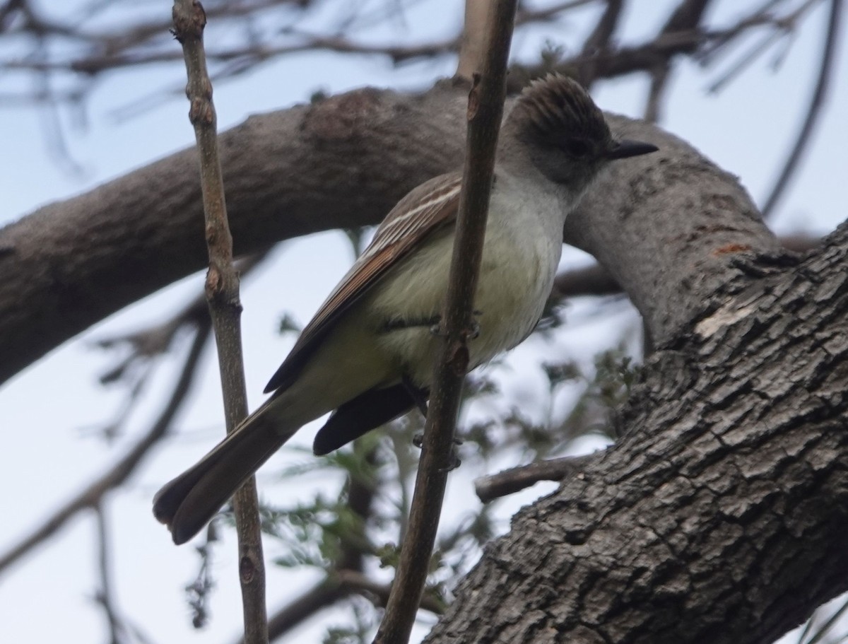 Ash-throated Flycatcher - Brad Rumble