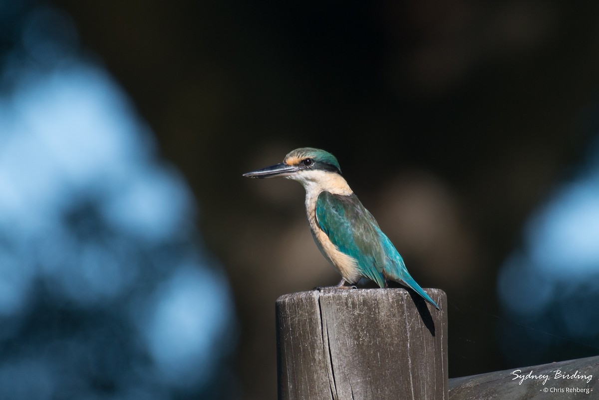 Sacred Kingfisher (New Caledonian) - Chris Rehberg  | Sydney Birding