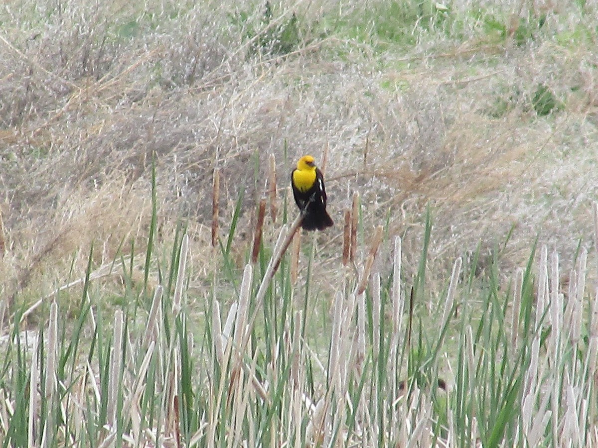 Yellow-headed Blackbird - ML618866212