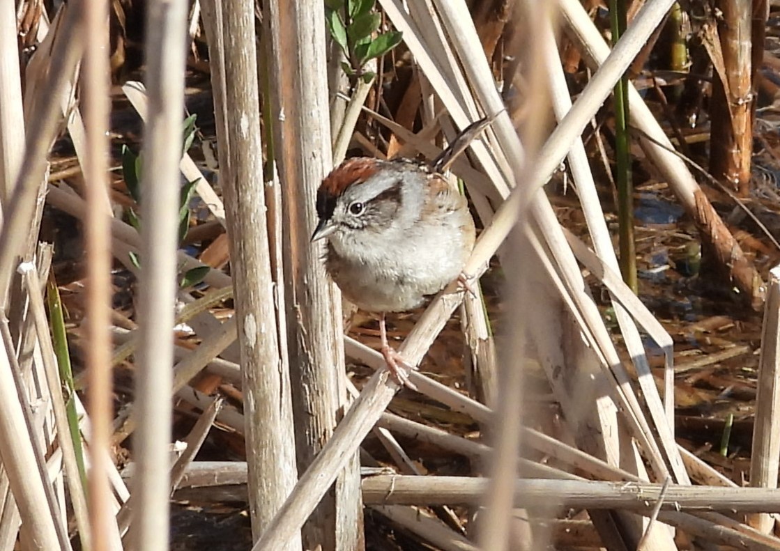 Swamp Sparrow - Clayton Will