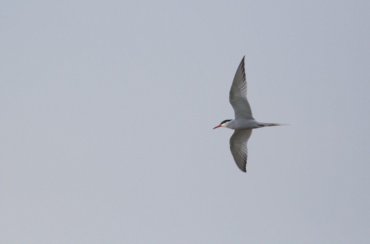 Common Tern - Rowan Gibson