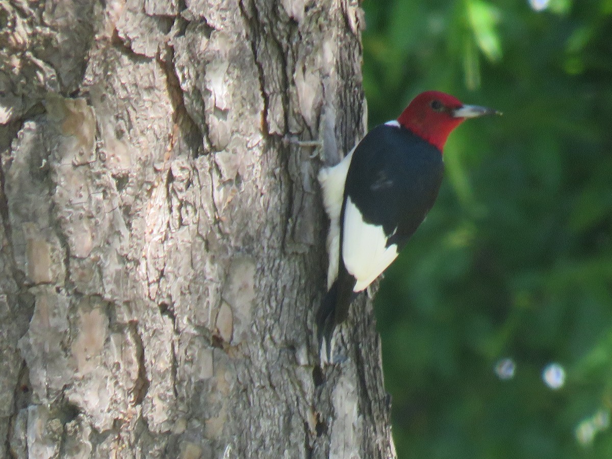 Red-headed Woodpecker - Sandy Flokstra