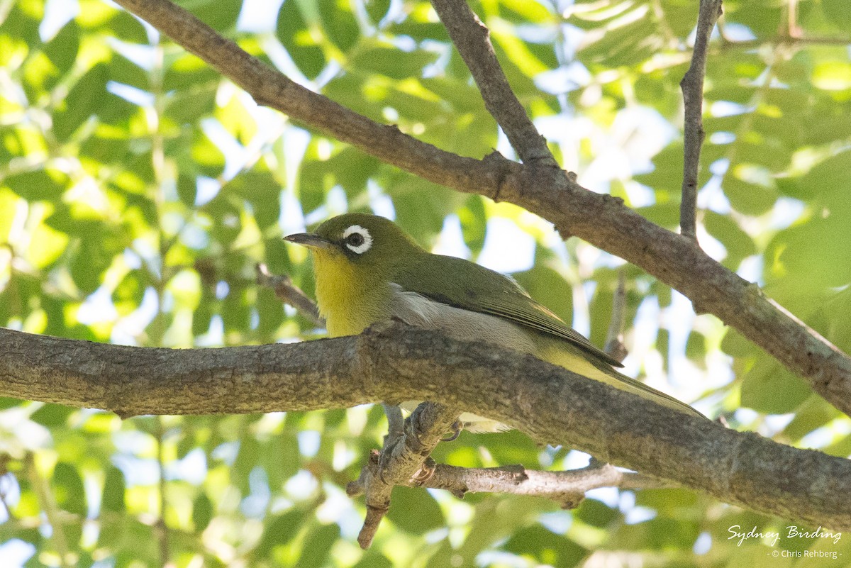 Neukaledonien-Brillenvogel - ML618866228